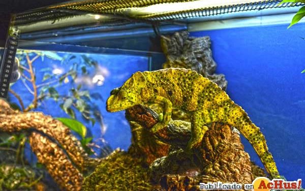 Terra Natura Benidorm crea un programa de actividades de Carnaval basado en el mimetismo de sus animales