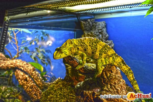 Terra Natura Benidorm crea un programa de actividades de Carnaval basado en el mimetismo de sus animales
