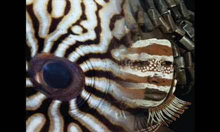 Exposición fotográfica “Vanishing Beauty” hasta el 10 de abril en el Auditori de la Mediterrània La Nucía