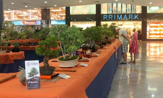 La 13ª Mostra de Bonsais en l’Aljub comptarà amb més de 40 exemplars