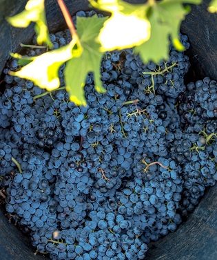 30.4 millones de kilos para Vinos de Alicante