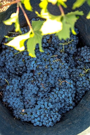 30.4 milions de quilos per a Vins d’Alacant