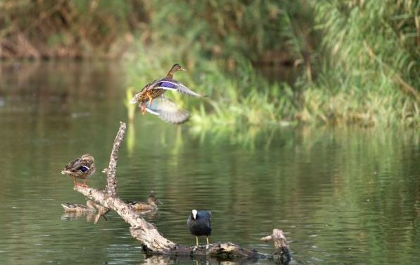 Inaugurada la segona edició de l’exposició fotogràfica del Clot de Galvany a Elx