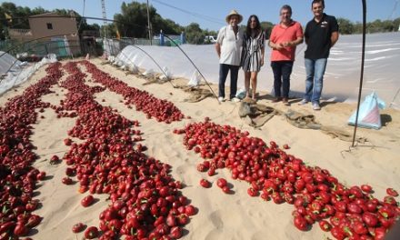 Guardamar reivindica su ñora, única en toda España