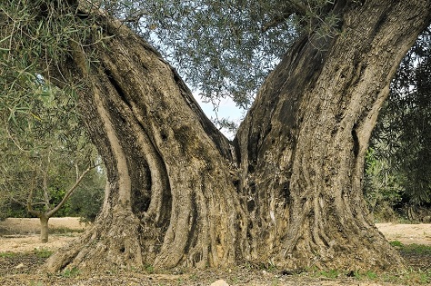L’Ajuntament d’Oriola elabora un catàleg d’Arbres Monumentals i Singulars d’interés local