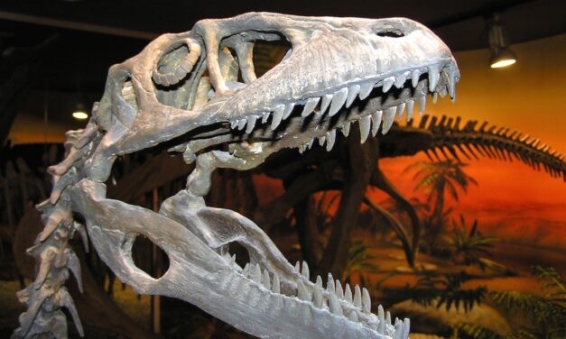 Las visitas al Museo Paleontológico de Elche tras su reapertura en junio se incrementan un 71% entre semana