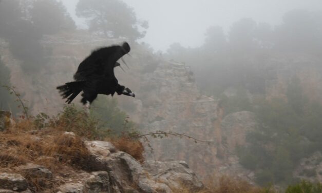Un visitant excepcional al Projecte Canyet d’Alcoi, un voltor negre