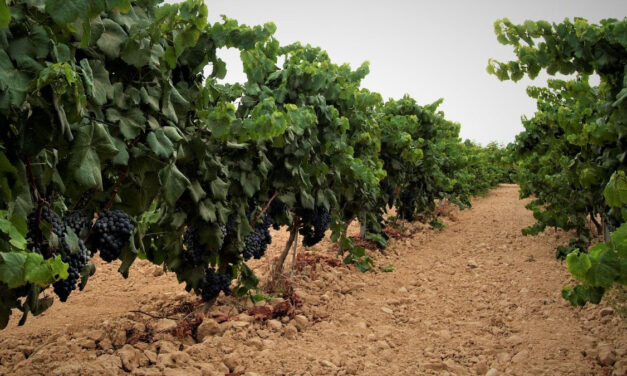 La añada 2019 de la DOP Alicante es “Muy Buena”