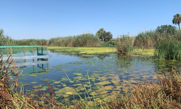 Díez defiende avanzar en la protección y difusión del Clot y el Fondo en el Día de los Humedales en Elche