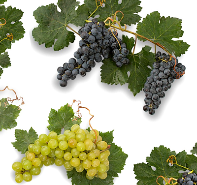 Días de la Moscatel y la Monastrell en Alicante