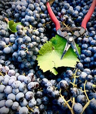 12 de novembre, dia de la Monastrell