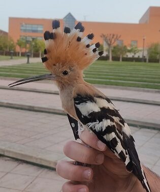 La estación de anillamiento del parque El Canyar de les Portelles ya ha logrado estudiar a más de 50 aves de 13 especies que viven en Mutxamel