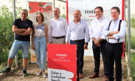 El ‘Tomate Muchamiel’ arranca la temporada con el distintivo de marca de calidad CV y con más productores