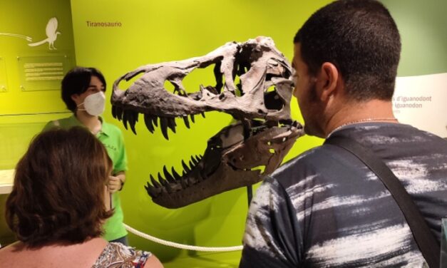 Ocho años trabajando por la accesibilidad en el Museo Paleontológico de Elche