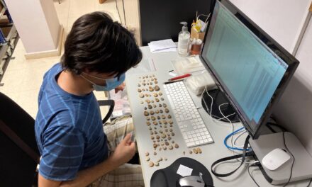 El Museo Paleontológico de Elche realiza tareas de inventariado de la extensa colección de ammonites