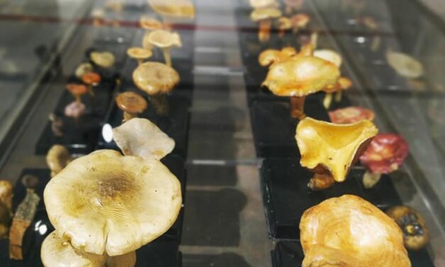 El Museo de la Biodiversidad de Ibi organizala XVII edición de las Jornadas Micológicas