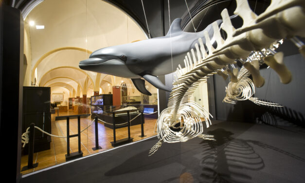 El Ayuntamiento de Torrevieja reabre el Museo de Historia Natural con visitas guiadas gratuitas