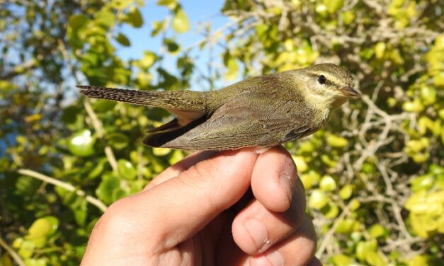 El Parque La Marjal de Alicante retoma los anillamientos científicos de aves coincidiendo con el Día Mundial de la Tierra
