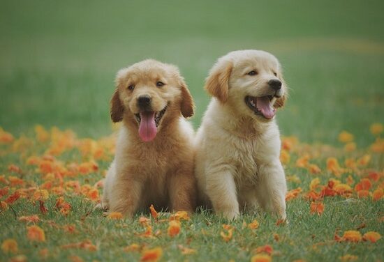 Mascotes i solters