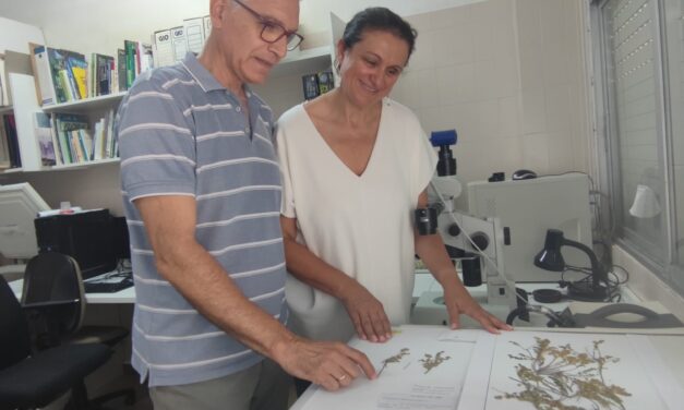 La Universidad de Alicante pide que se catalogue una nueva planta descubierta en Villena para poder protegerla