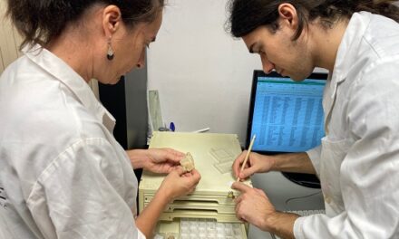 El MUPE cataloga este verano su colección de dientes de tiburón