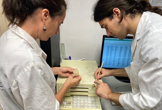 El MUPE cataloga aquest estiu la seua col·lecció de dents de tauró