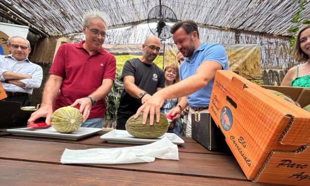 La producción de melón de Carrizales de Elche se reduce esta temporada a los 200.000 kilos