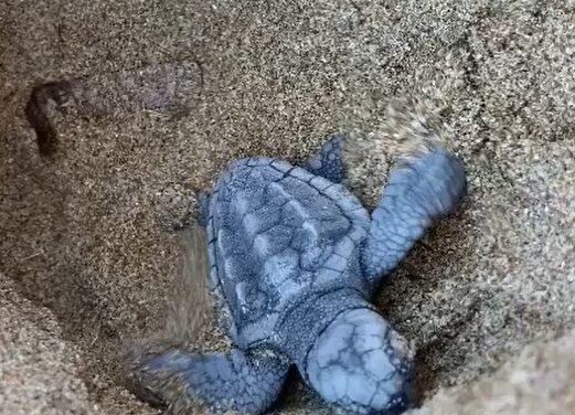 La platja d’Albaranes de Dénia acull el ‘Campament tortuga’