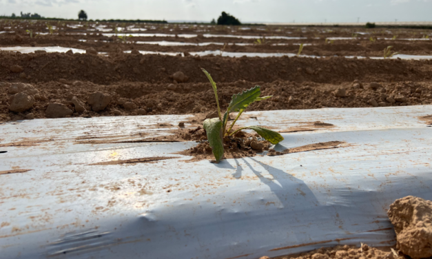 Els principals exportadors de carxofa instal·len un sistema innovador que estalvia fins a un 25% d’aigua en el cultiu