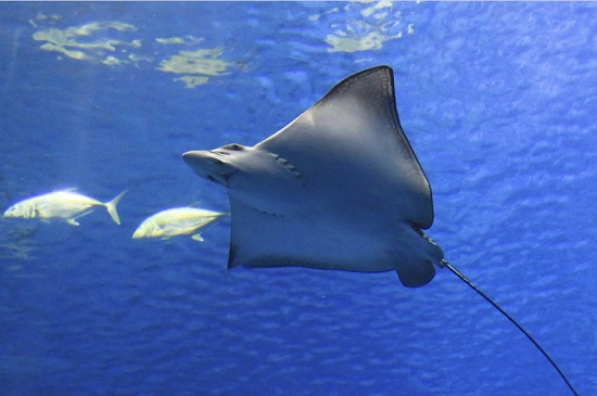 El litoral entre Alicante y Murcia se convierte en área de conservación de tiburones y rayas