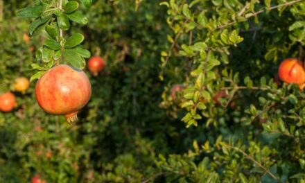 La DOP de la granada mollar de Elche participa con stand propio en la feria Alicante Gastronómica