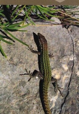 Programada una ruta per Puntes de Gosàlvez a El Campello per a persones majors el 15 de desembre