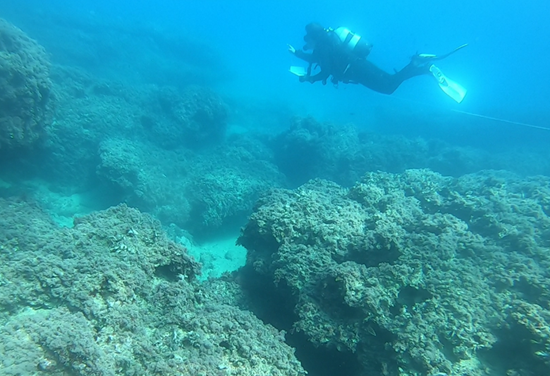 La UA confirma que la creación de reservas marinas aumenta la presencia de peces