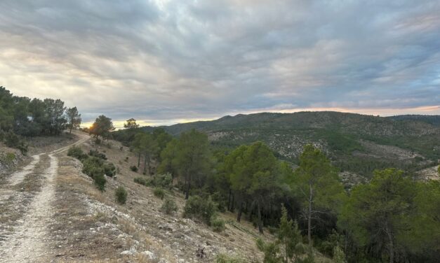 Acabat el tallafocs de ’El Sergento’ d’Alcoi