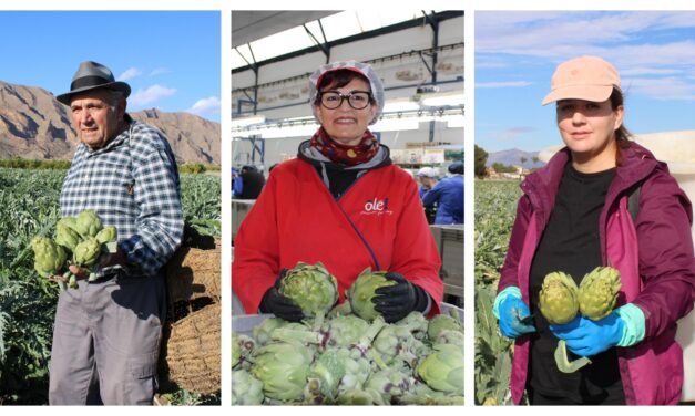 La alcachofa de la Vega Baja lanza ‘Historias con corazón’, una reivindicación del trabajo en la huerta a través de 3 generaciones