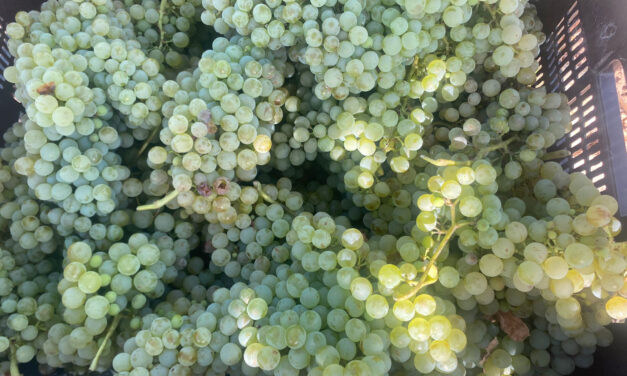 Comença la verema en la DOP Alacant