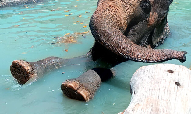 Terra Natura Benidorm se suma al Día Internacional del Elefante para concienciar sobre los problemas de conservación de la especie