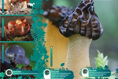 Tornen les Jornades Micològiques al Museu de la Biodiversitat d’Ibi