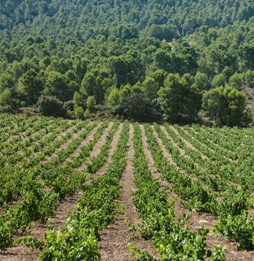 La monastrell unirà al Vinalopó