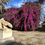 “Promed Consultig” ejecutará la primera fase de las obras de rehabilitación de la finca Villa Marco de El Campello, que incluye la consolidación del vallado perimetral y la restauración de la vivienda de los guardeses