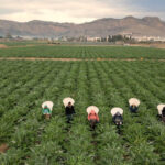 Cítricos, alcachofa, almendro y brócoli lideran la superficie de cultivo en la Vega Baja del Segura  