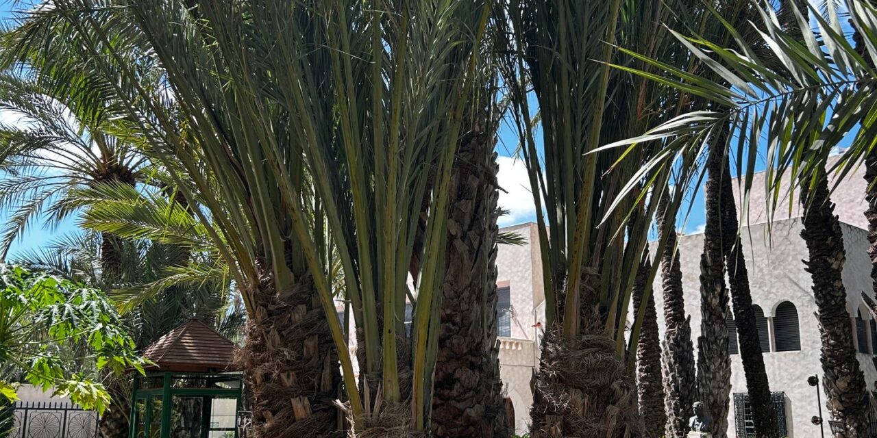 El Huerto del Cura presenta tres nuevas palmeras multibrazo bautizadas como Medusa, Hydra y Poseidón