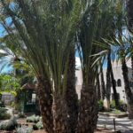 El Huerto del Cura presenta tres nuevas palmeras multibrazo bautizadas como Medusa, Hydra y Poseidón
