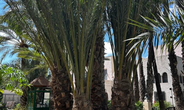 El Huerto del Cura presenta tres nuevas palmeras multibrazo bautizadas como Medusa, Hydra y Poseidón