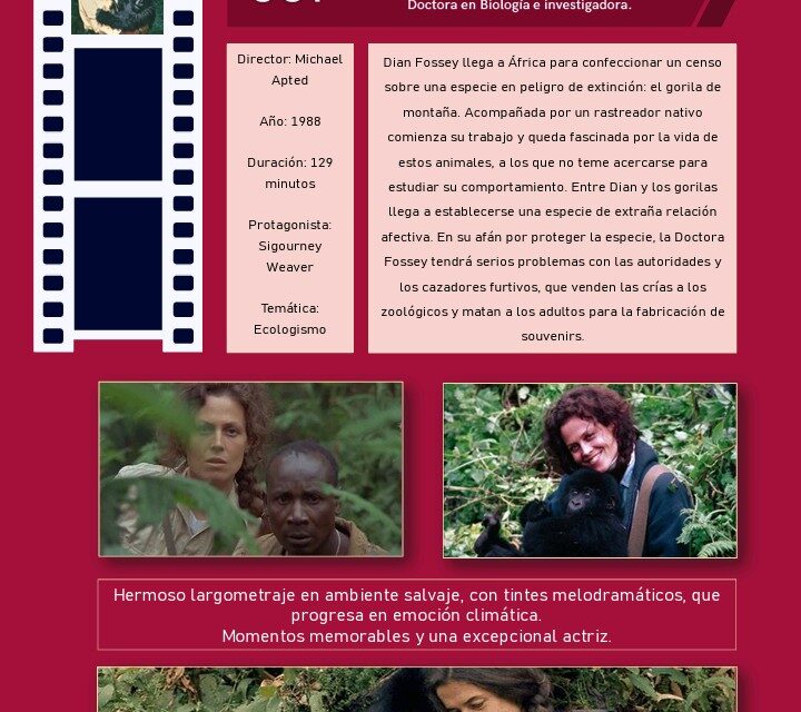 Cinema Crític projecta GORILAS EN LA NIEBLA el dimarts 21 d’octubre a Torrevella