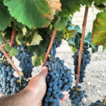 La DOP Alicante recoge 15 millones de kg en 2025