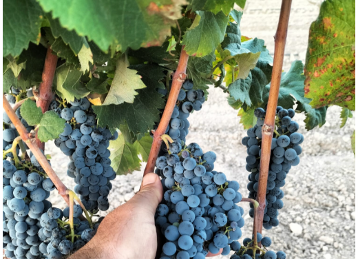 La DOP Alicante recoge 15 millones de kg en 2025