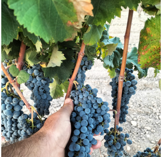 La DOP Alicante recoge 15 millones de kg en 2025