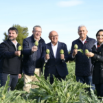 La Vega Baja inaugura la temporada de alcachofas con un crecimiento del 10% de la superficie de cultivo 