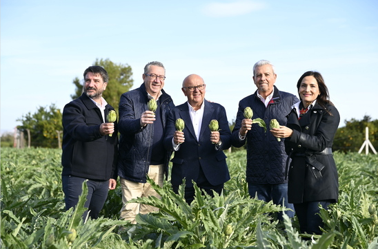 El Baix Segura inaugura la temporada de carxofes amb un creixement del 10% de la superfície de cultiu